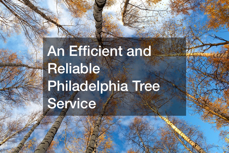 An efficient and reliable Philadelphia tree company, including oak tree services