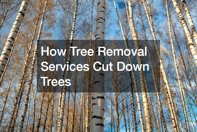 How Tree Removal Services Cut Down Trees