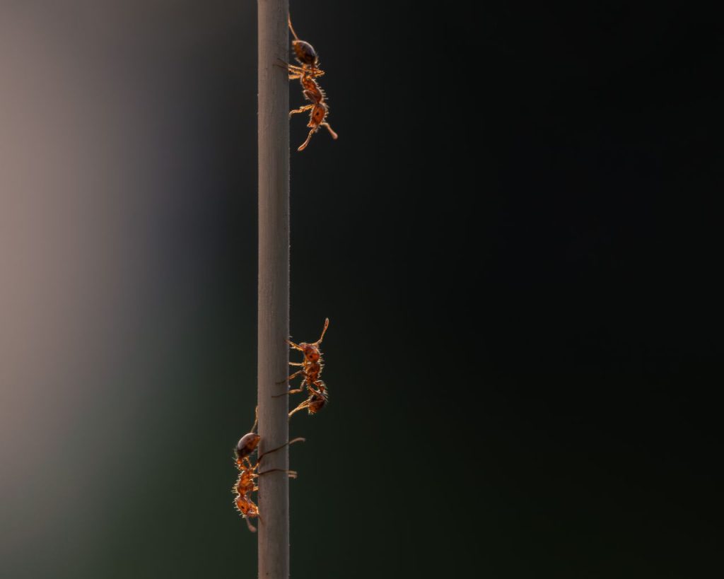 How to Get Rid of Ants in Your Home: Prevention and Treatment